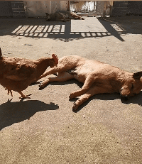 |搞笑GIF趣图:老铁,不得不说,你真的是个勇士!