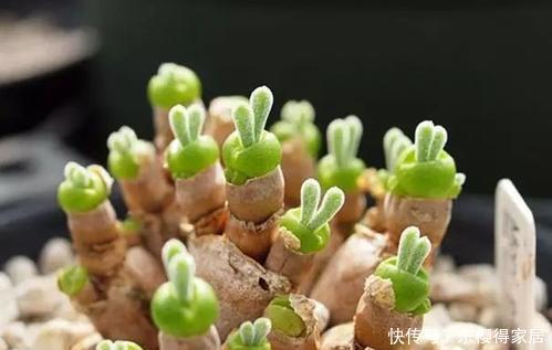 4种漂亮多肉,怕冷难过冬,新手要慎选,来年开春再养也不迟!