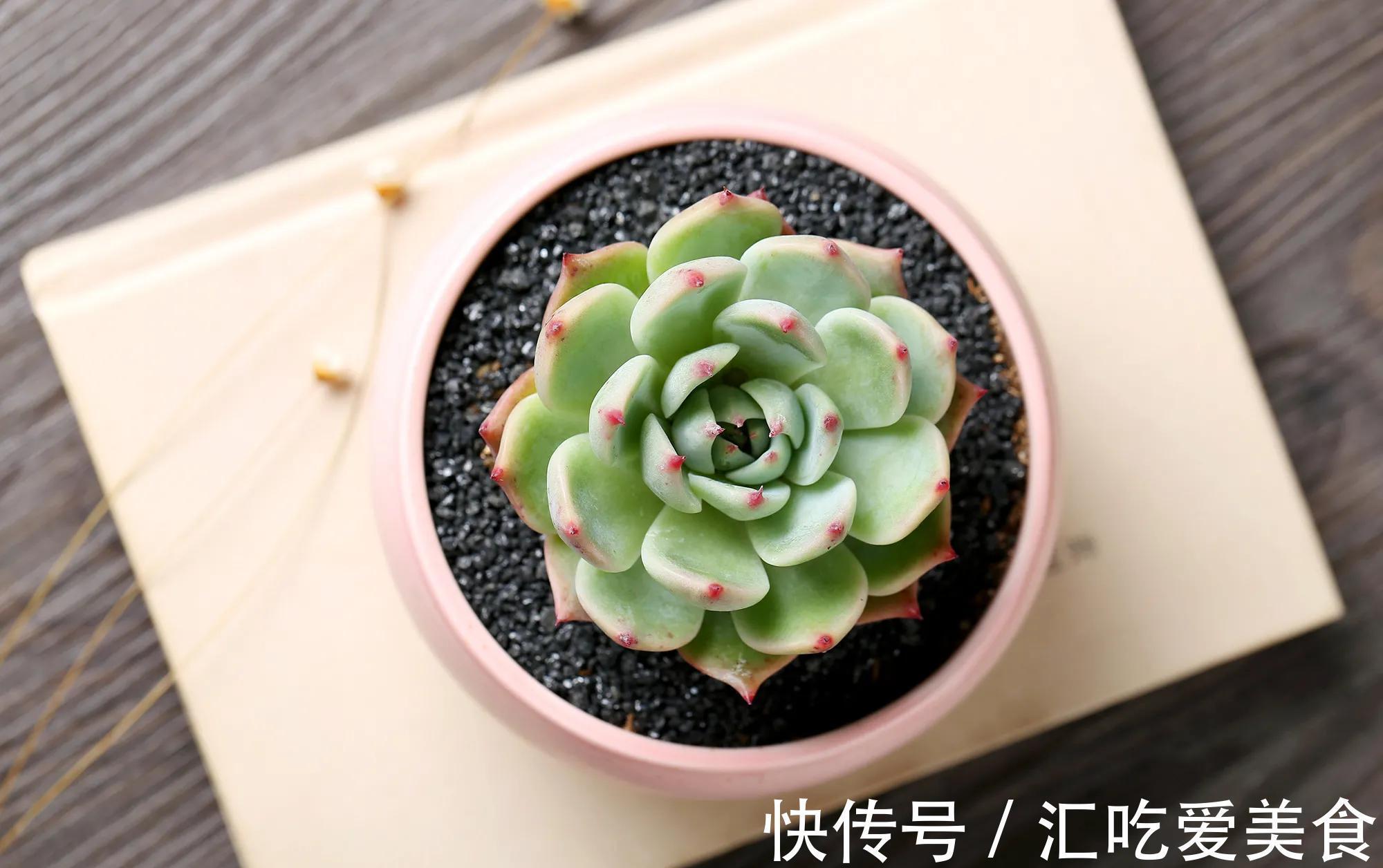 花友养多肉，都会遇到两大难，简单三步走，叶肥又鲜艳