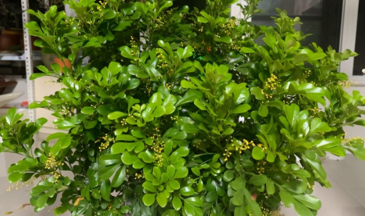 家养“6种花”，抓紧搬进屋，可保证后期生长顺利，芳香四溢