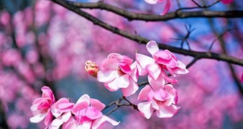 治疗|鼻炎患者眼中“最漂亮”的小花,和1种蛋同吃,只恨原来不知道!