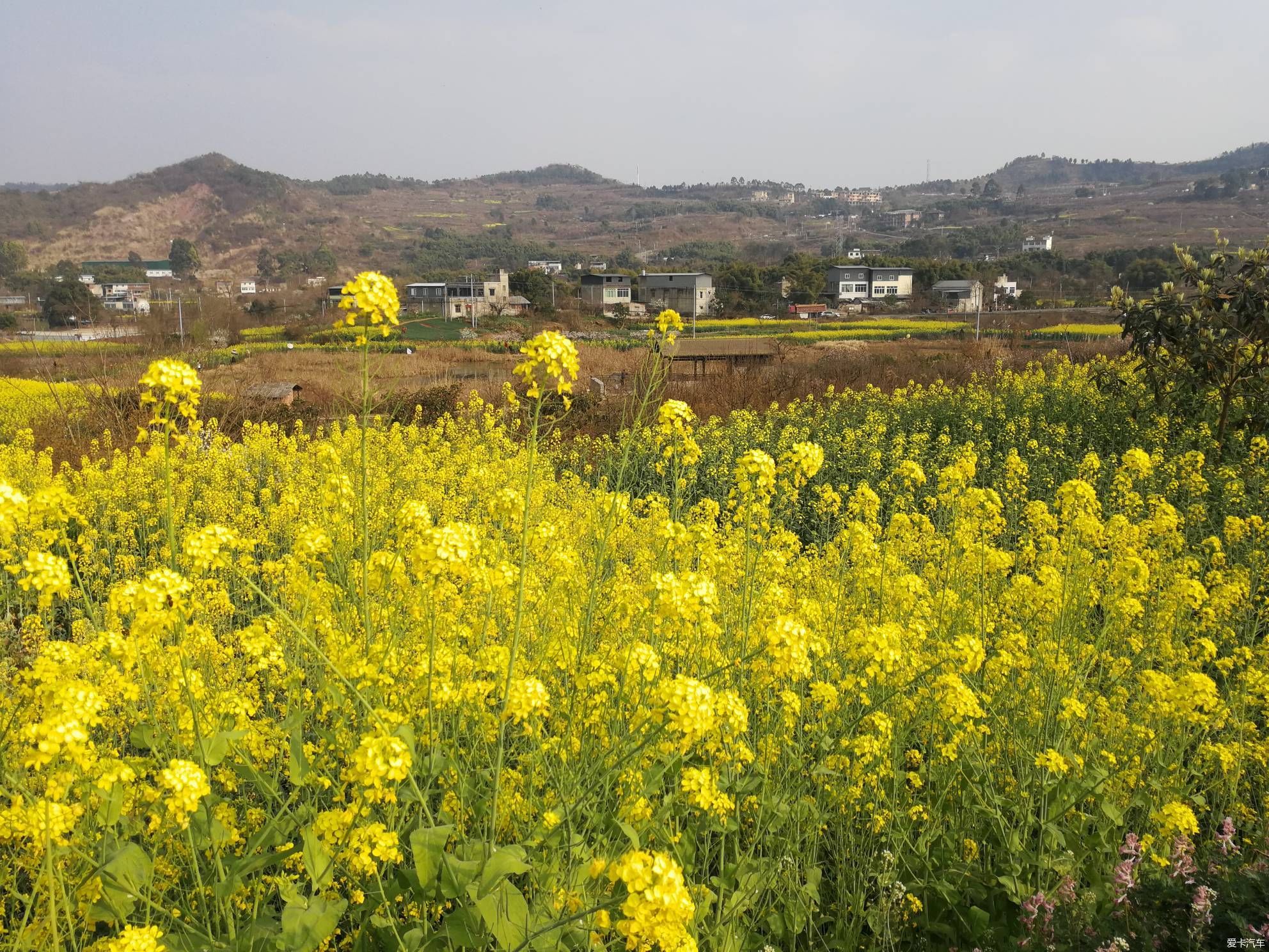 不负春光，乡村赏花