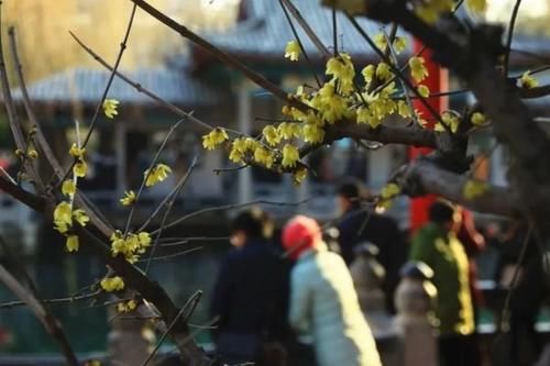 珠珠|花期正好!趵突泉畔的玉兰蜡梅绽放啦!喜气洋洋迎新春!