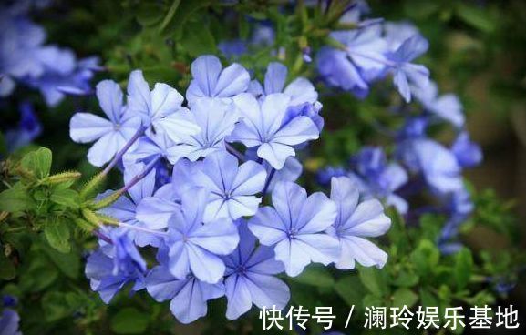 植物|适合冬天养的植物，好养易打理，长得快，枝繁叶茂开花多