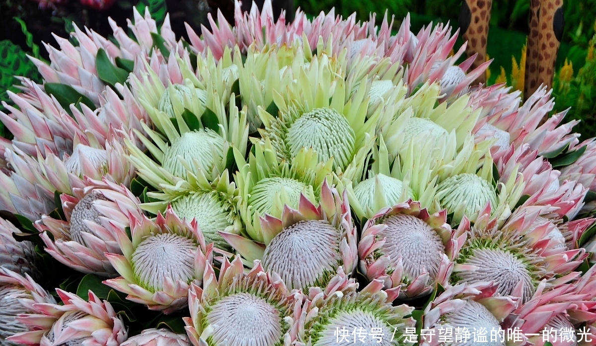  家里养盆帝王花，大气华丽，寓意事业蒸蒸日上，富贵吉祥