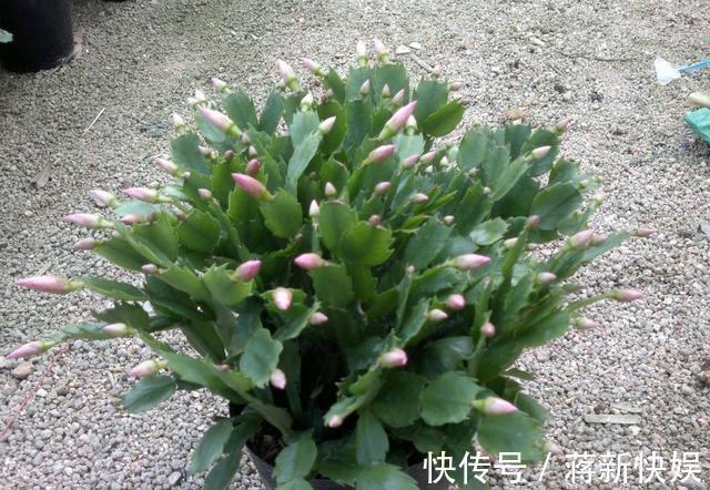 蟹爪兰开败了,“肥料”一定要给足,叶子厚实有力,下次开花变多