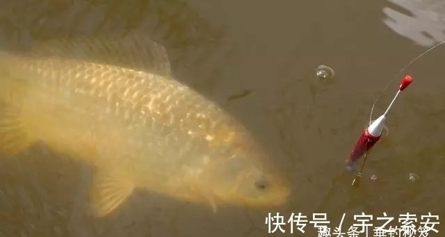 目数|钓了八年鱼,调了八年漂,今天才明白调几钓几其实并不重要