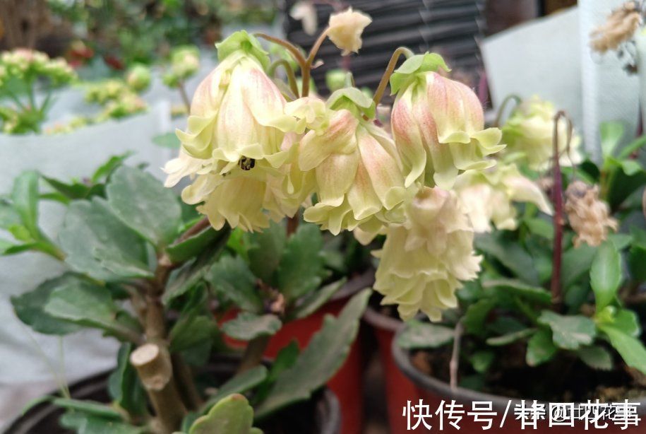 它的花像红灯笼,是年宵花“新宠”,现在养一盆,春节开花到五一