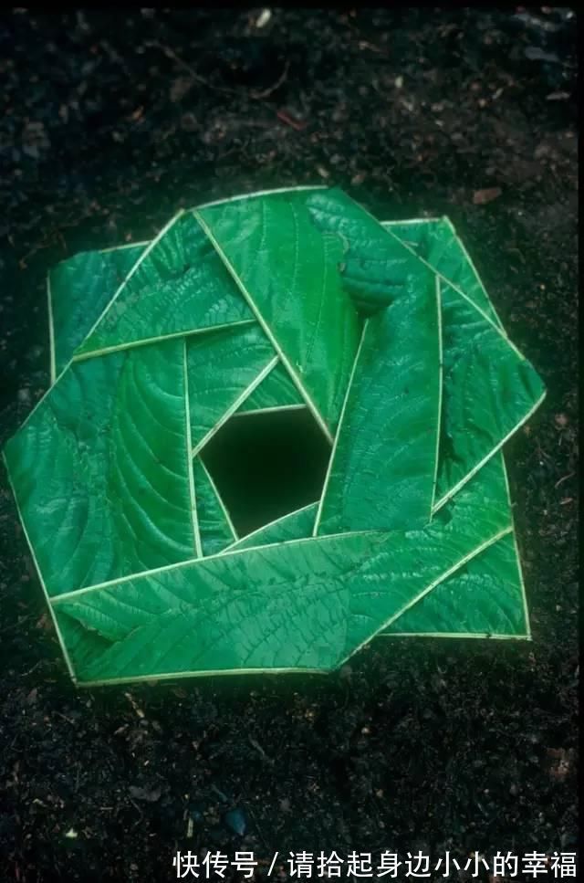 艺术家|他用最简单的树叶、石头、羽毛,建了一座美到极致的自然美术馆