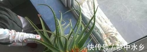 想要芦荟成老桩?知道这个妙招,叶片厚实肥美,几年就成树
