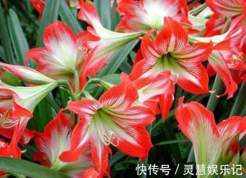 养花|5种花适合秋天养，开花爆盆花期长，花香四溢，香飘十里！