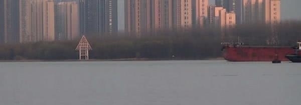 钓鱼|钓鱼成最大威胁罕见江猪成群现身,市民担忧:附近钓鱼的太多!