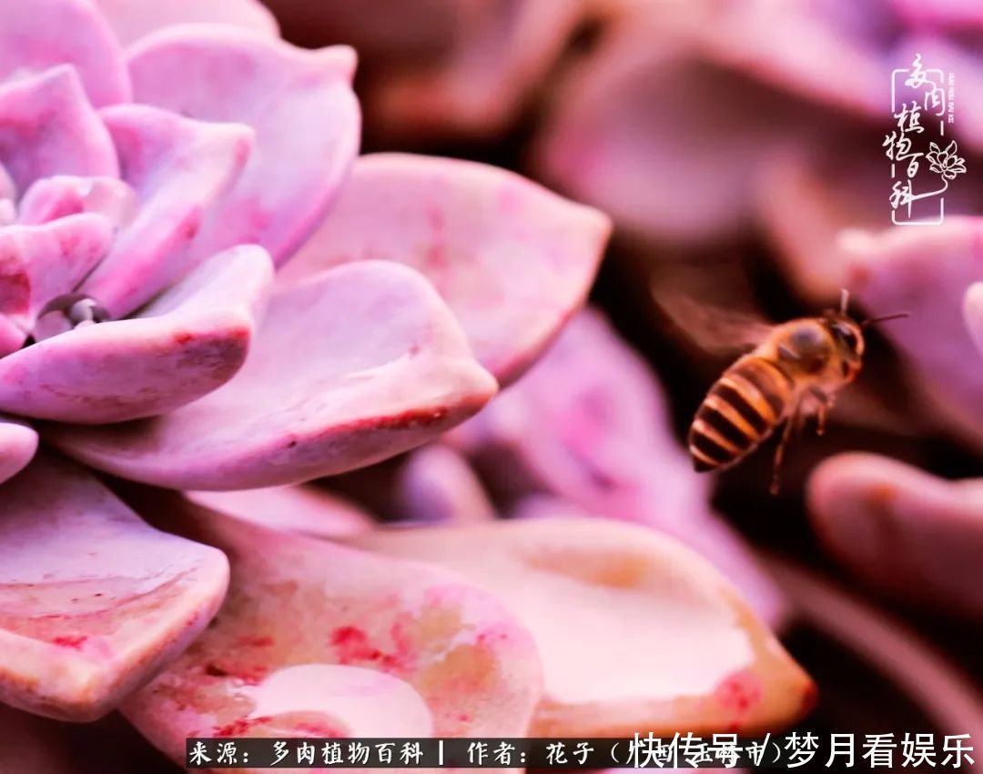 为了爱情|为了爱情来到陌生城市,偶遇多肉,地老天荒的爱恋!