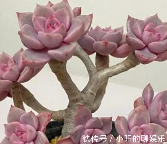 分享6种超级好养的多肉，轻松养爆盆又漂亮，养再多都不嫌够