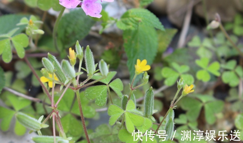 十二生肖|被上天恩宠的三大生肖女，年轻时貌美如花，中年仍然很有魅力