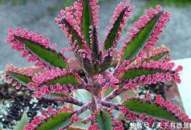 养花就养个花期长的,花大色艳,养在哪里都爆盆,好运到来