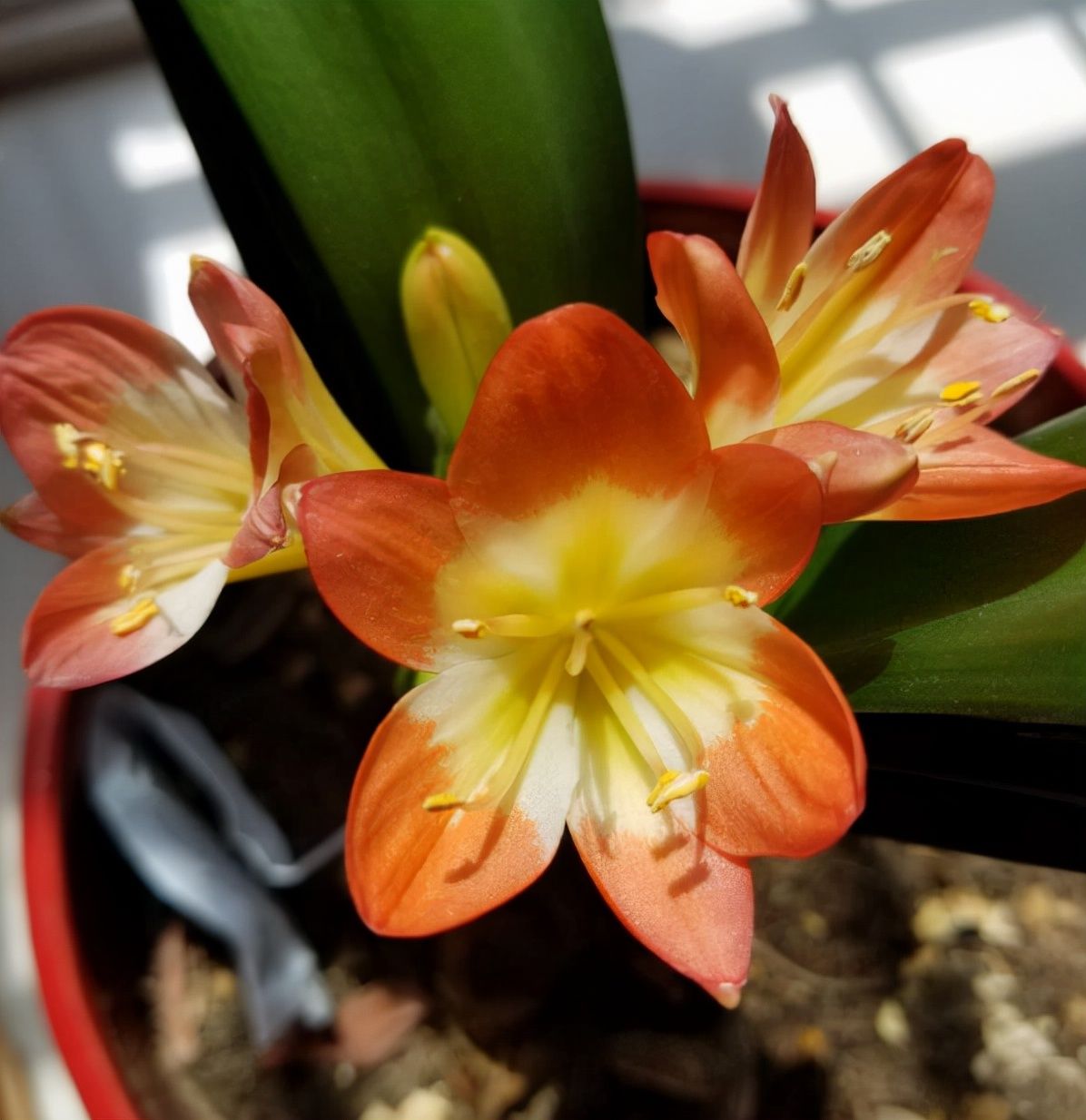 花友|君子兰如何养得叶大油绿，关键是记住4个经常，还能开出大花箭