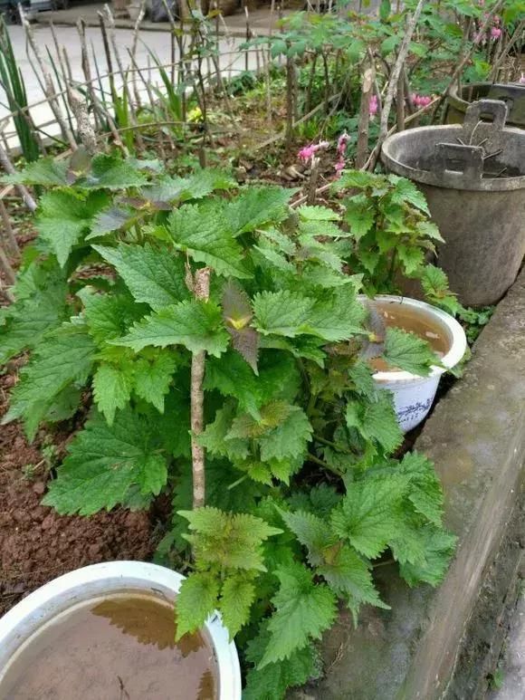 5种花蚊子“不喜欢”，好看还好养，是天然蚊香，值得多养几盆