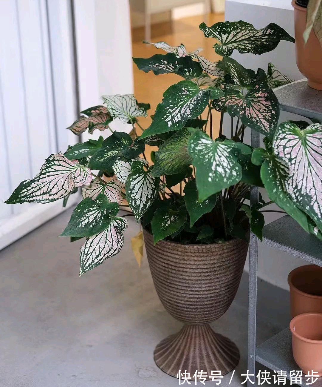 “人养花三年,花养人一生!”家居盆花100种,总有几款你喜欢