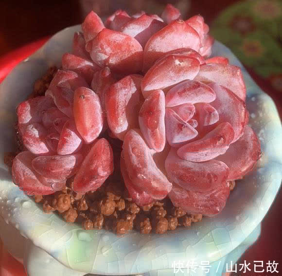 买多肉,学着机灵点,不看牌子,不看产地,好养才是正道