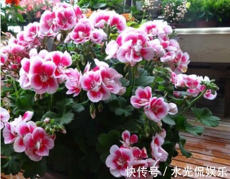 不会养花就买3种“便宜又好养”的花,几块钱一盆,开爆阳台!