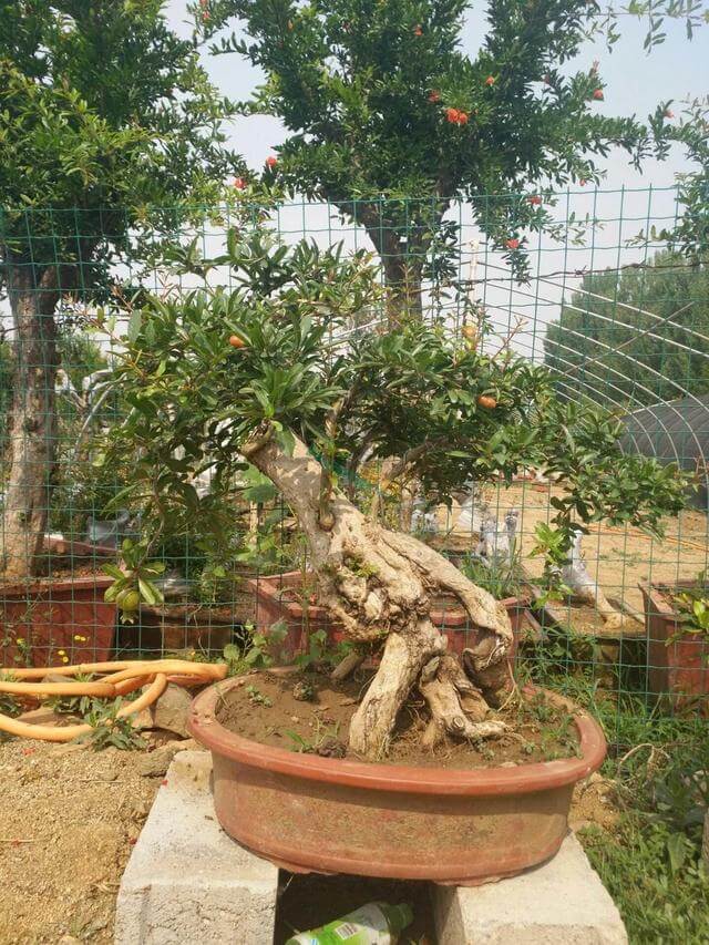 石榴盆景外形美，根系却无法附在石头上，巧用塑料瓶就解决