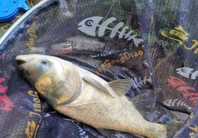 饵料|钓鲢鳙打不到正口？那是提竿不及时，简单几招大大提升命中率