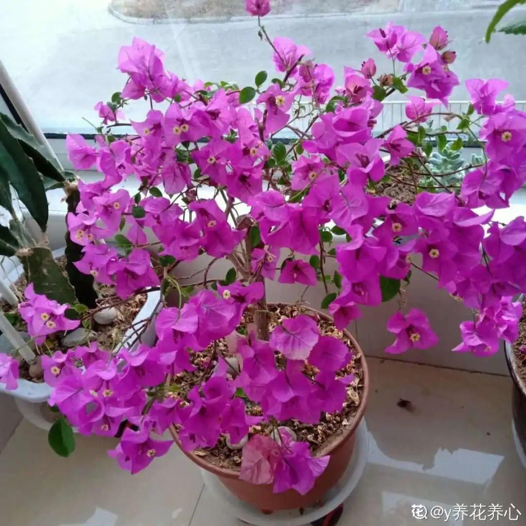 香味|卧室不能养的花,对身体有大危害,一盆也不行