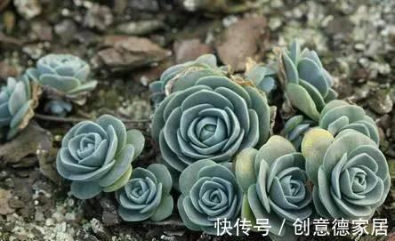 多肉瓦松并不都是灰姑娘，还有仙气十足的子持莲华