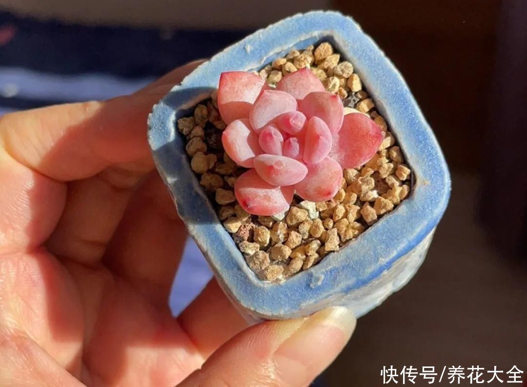 室内养多肉,也能养出水晶果冻色,任谁看到都说好