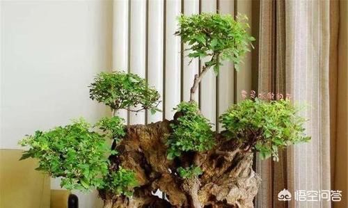 什么样的盆栽适合家里养？