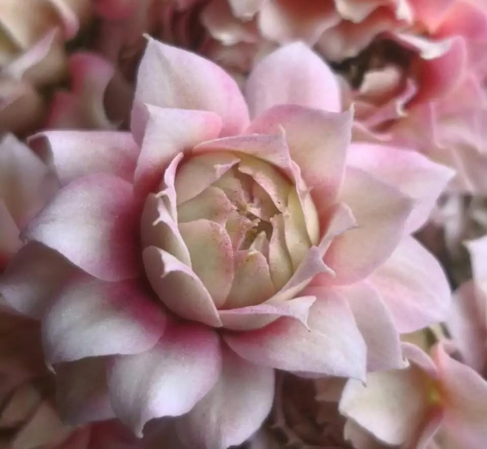 花色|75个长寿花品种，一个比一个美，一起来认识一下吧！