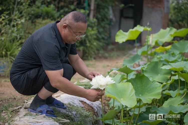 荷花|【组图】一人一狗一院花，济南大明湖35年“养荷人”的故事
