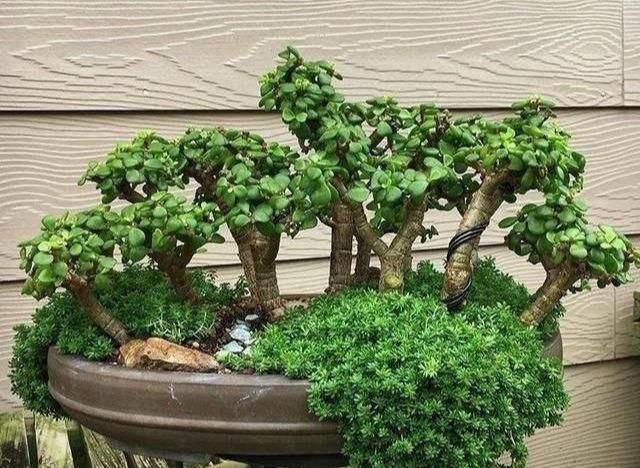 金枝玉叶|盆栽金枝玉叶,3个机遇把握住,叶片晶晶亮,长成昂贵的盆景