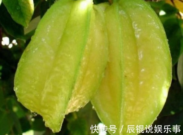 修剪|杨桃降低血脂、生津止渴,农民种植只需掌握四点,收获高产杨桃