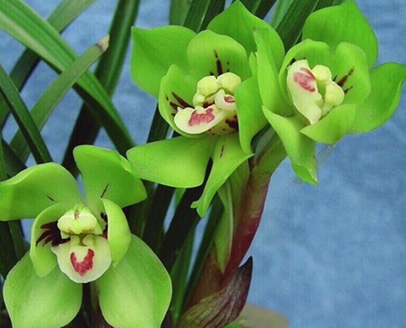 养花在于精而不在于多，六种花卉中的珍品，养一样也值得