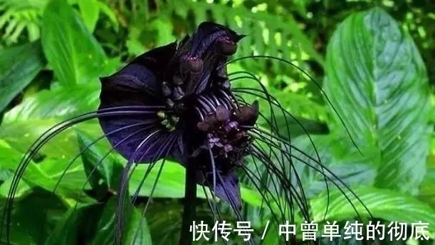 夜皇后|盘点：20种世界上最黑的花，黑的美，黑的妙，黑的呱呱叫