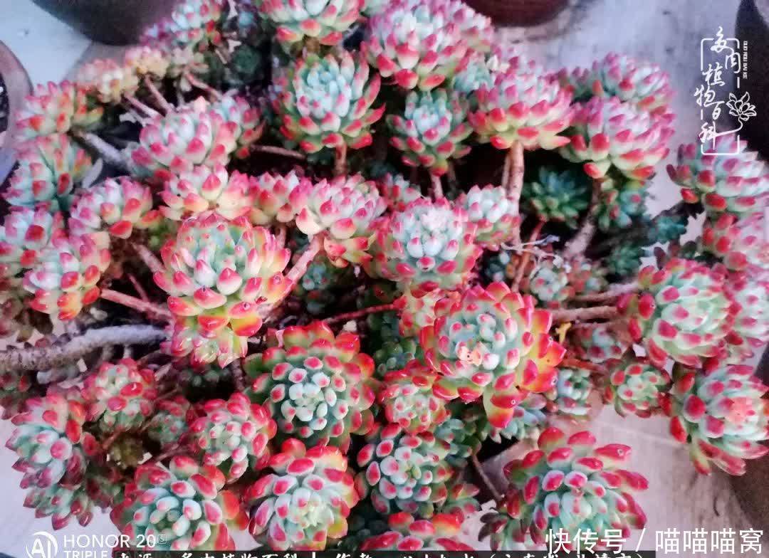 多肉|你是爱,是暖,是希望,你是人间四月天!