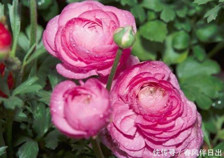 美观|正月二十八,家里养上4种花,全年开花不断,花开美观又大气