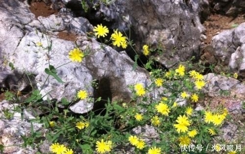 炎症|农村随处可见的野菜,城里人把它当宝贝,没想到它能治疗多种炎症