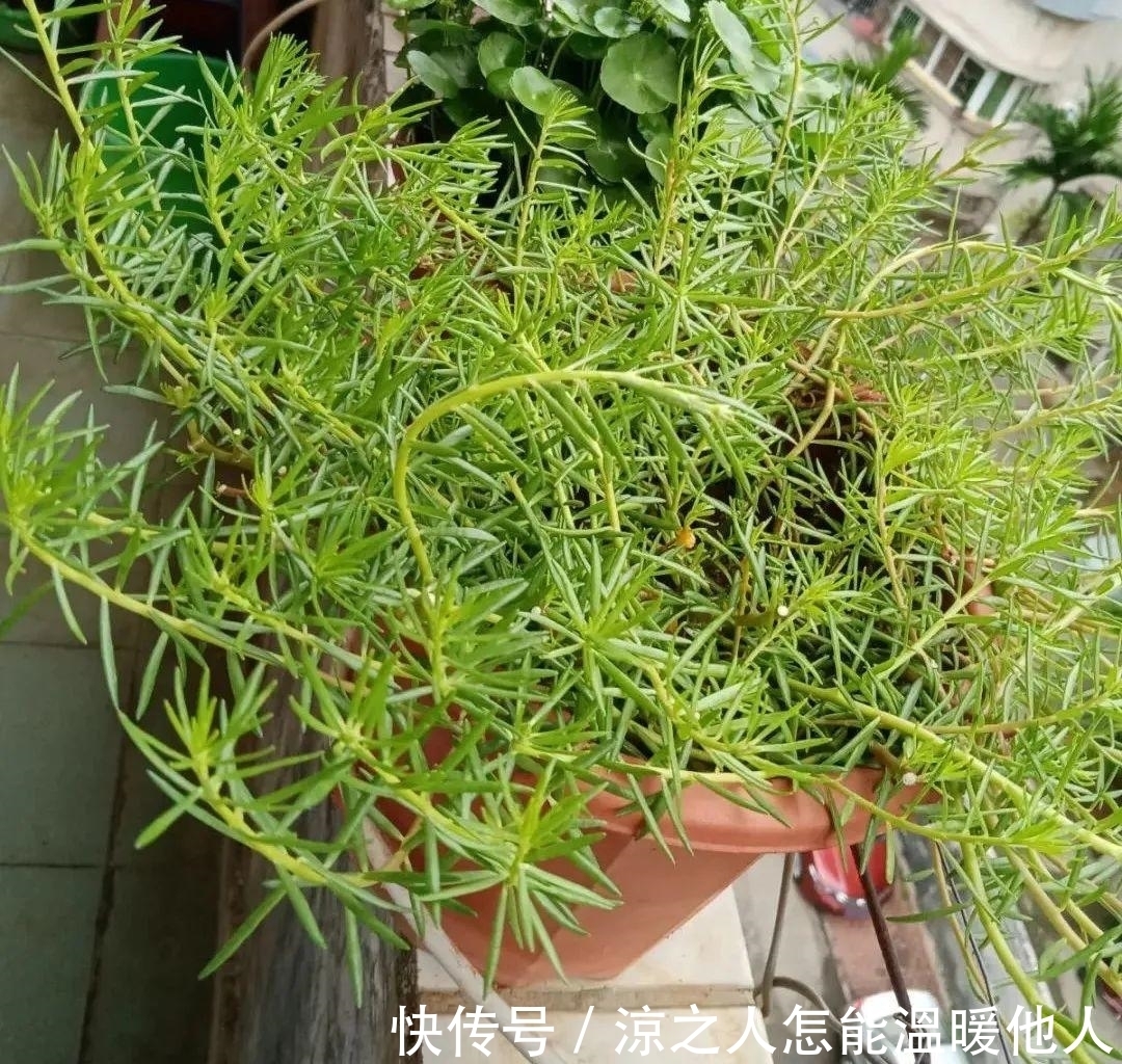 花苞|养的花一直不开花,主要是这6点做好,赶紧学起来