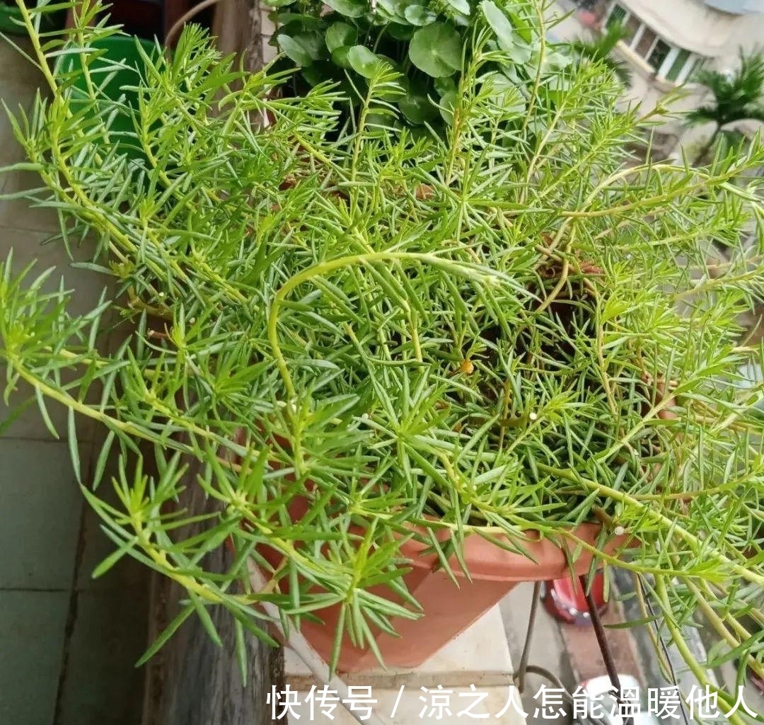 花苞|养的花一直不开花，主要是这6点做好，赶紧学起来