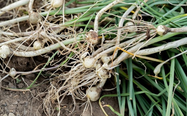凉拌|65种野菜图片，带你认识不同的野菜和吃法，你想要的野菜这里都有