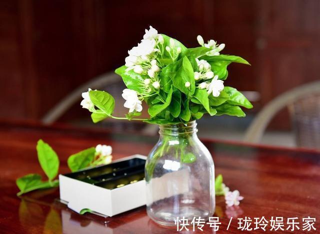 花期|茉莉花怎么养做好这几件小事,花期长开花多,香味飘满屋