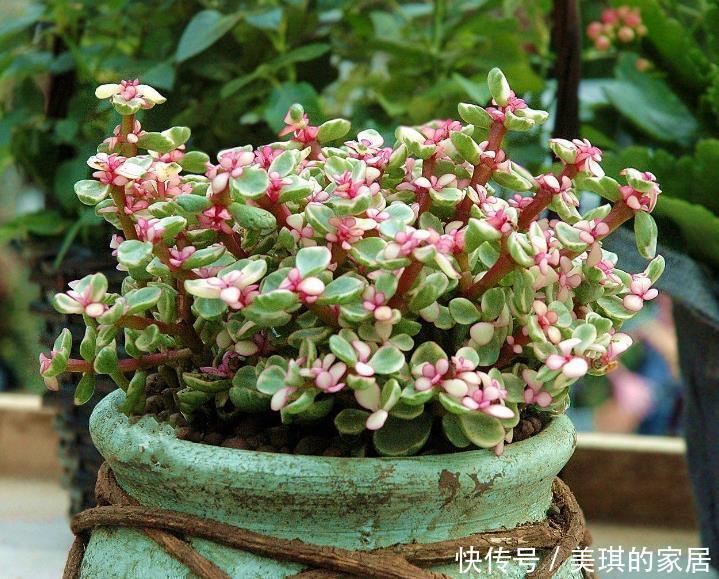 老人|7种适合老人养的花,好养观赏性强,寓意好谁都喜欢