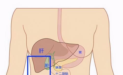  地图|腹痛？送您一张“腹部地图”