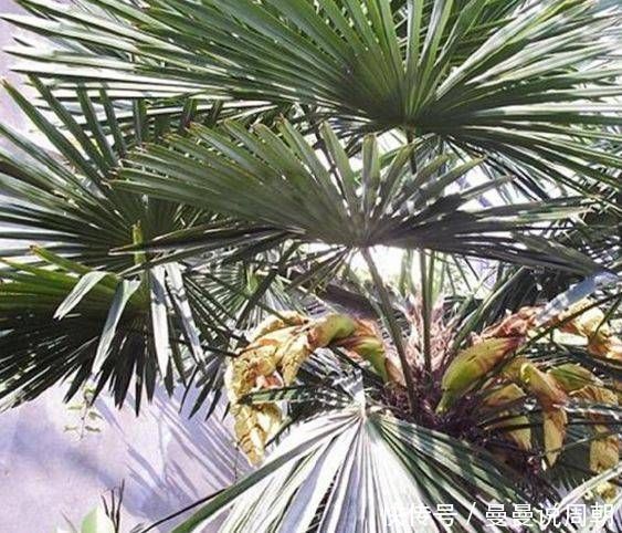 棕树|路上看到这种树开花别错过，药用价值特别高，能治疗多种疾病