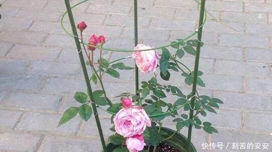 她用一斤香蕉养出花海一片,花香四溢,美翻天!