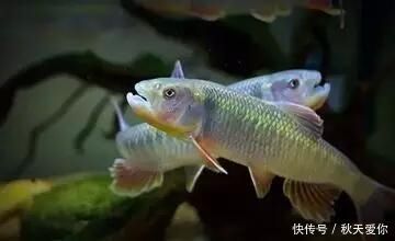 这种鱼身上的鳞甲似彩虹,人称“桃花鱼”,用来油炸非常美味!