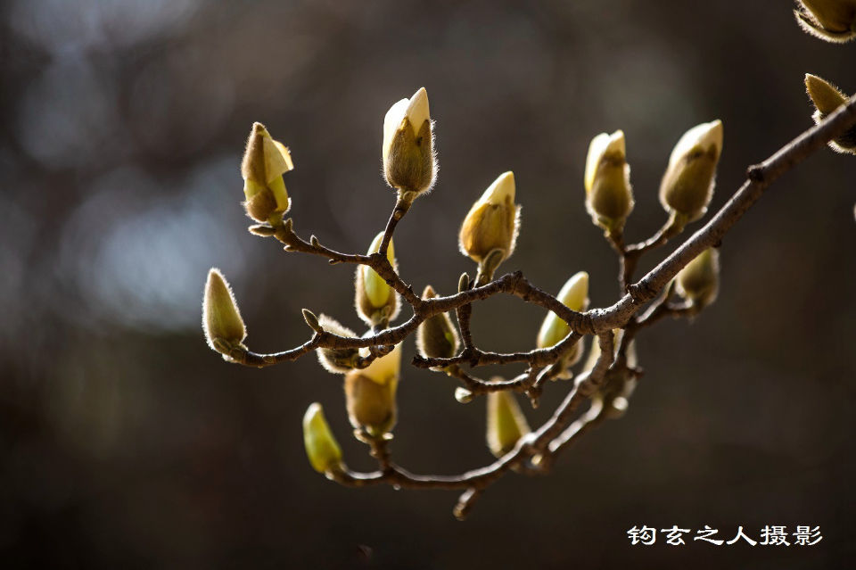 春风拂槛露华浓——济南百花公园的玉兰开了